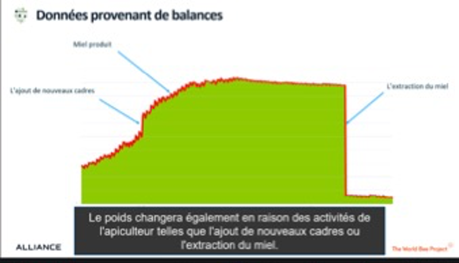 A screenshot from one of the presentations at the honey workshop (Francophone version)