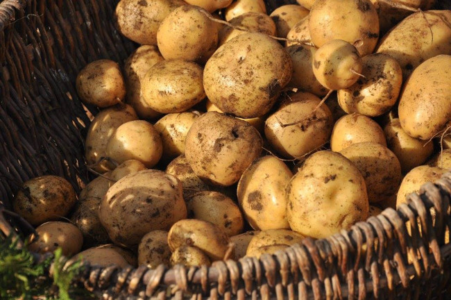 PCI Lika Potatoes